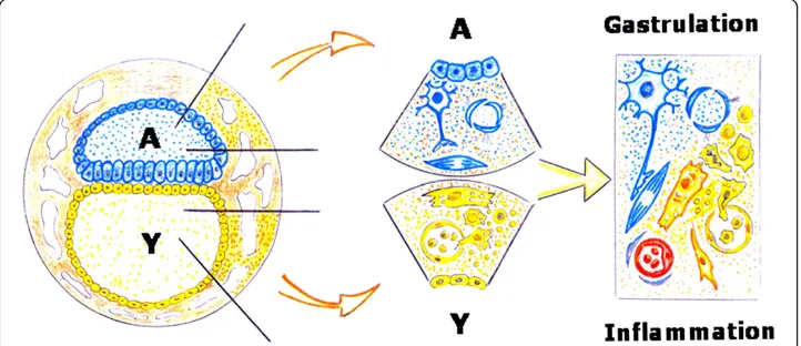 Figure 9 The amniotic embryoand the yolk sac (Y). During gastrulation it could be considered that the extraembryonic mesenchymainternalizes with its functions: hydroelectrolitic control and neurogenesis in the amniotic side andangiogenesis and hematopoiesi