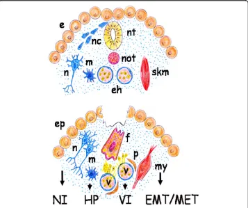 Figure 10 Schematic representation of the gastrulation process (top) and of a skin wound(bottom)
