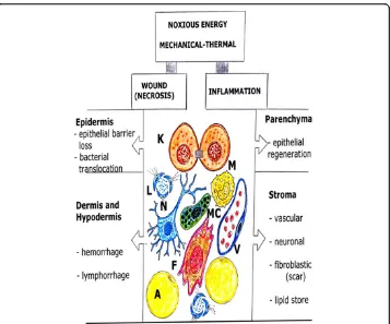 Figure 1 Consequences of noxious -mechanical and thermal energy- over the skin organ, that isformed by epidermis (parenchyma), and dermis and hypodermis (stroma)