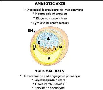 Figure 3 Schematic representation of the early mammalian embryo during gastrulation. Theextraembryonic mesoderm (EM) is represented surrounding the amniotic cavity (A) and the yolk sac cavity(Y)