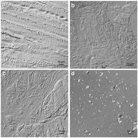 Fig. 5Diﬀerential-interference contrast images of the edge regions of Ni3Al samples deformed by HPT (plane view)