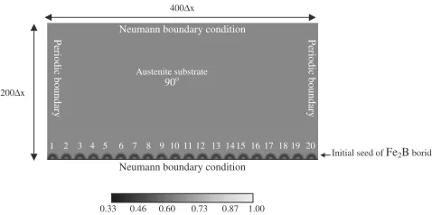 Fig. 2Initial Fe2B borides colony with its number distribution of crystalorientation (the grey scale shows distribution of phase-ﬁeld).