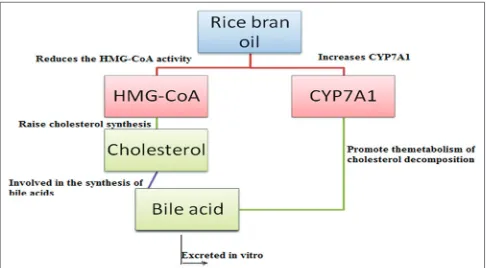 Figure 4: Hypercholesterolemia inhibition mechanism of rice bran oil[44]