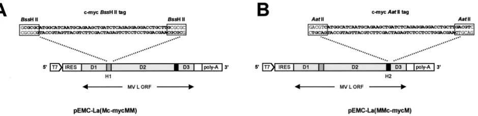 TABLE 1. Relative activity of MV polymerase proteins determinedby production of CAT in minigenome rescue