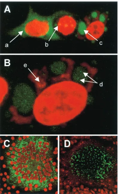 FIG. 5. Intracellular localization of epitope- and EGFP-tagged MVpolymerases in transfected and infected cells