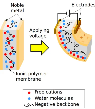 Figure 1.1: IPMC operating principle (from [17])