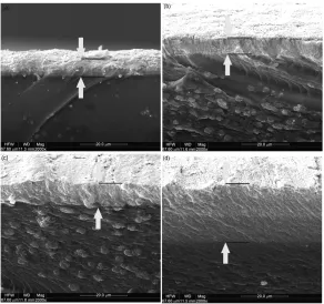 Figure 1.6: Scanning Electron Microscope (SEM) images of IPMC electrodepenetration resulting from diﬀerent platinum concentrations during manufac-turing [22]