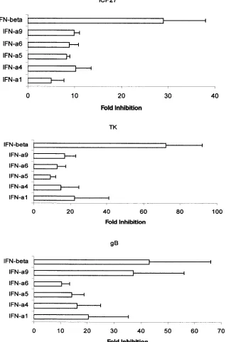 FIG. 3. Expression of HSV-1 �transfected with 3incubation, the supernatant was removed and the cells were infected with HSV-1 (McKrae strain) at an MOI of 0.5