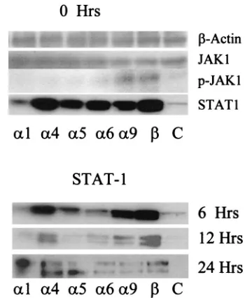 TABLE 2. IFN-�4- and IFN-�-transgene-transfected cells expressless HSV-1 antigena