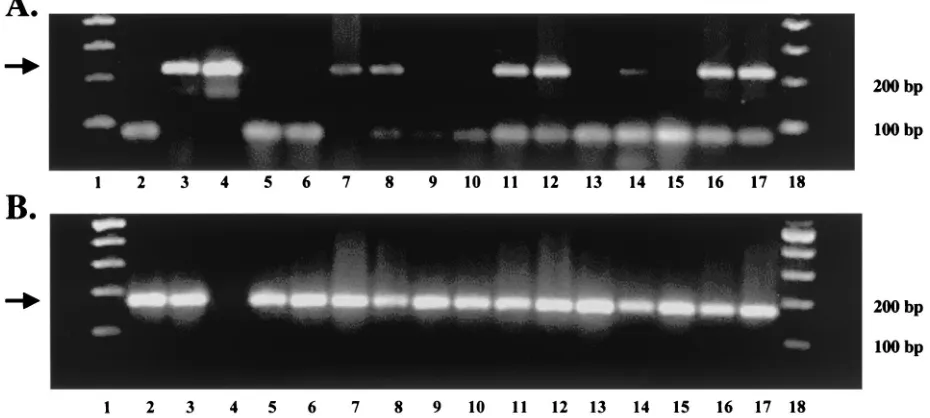 FIG. 5. RT-PCR of TG from infected calves during latency. RNAwas extracted from TG of infected calves or MDBK cells as described