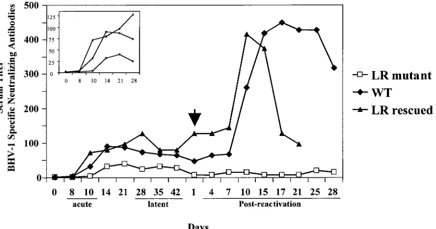 FIG. 7. Viral shedding from ocular and nasal cavities after DEX-induced reactivation. Ocular and nasal swabs were collected from each calfat the designated times after treatment with DEX