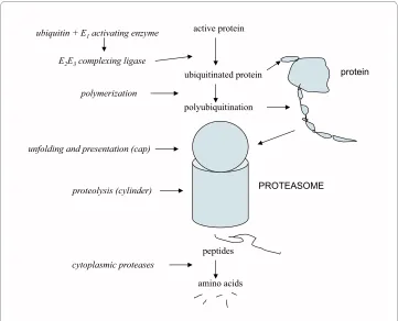 Figure 2 The feedback regulation of protein degradation. Shown are events of proteasomal degradation (for an ubiquitination system) that are affected either directly or indirectly by feedback agents (italics)(see The effect of feedback).