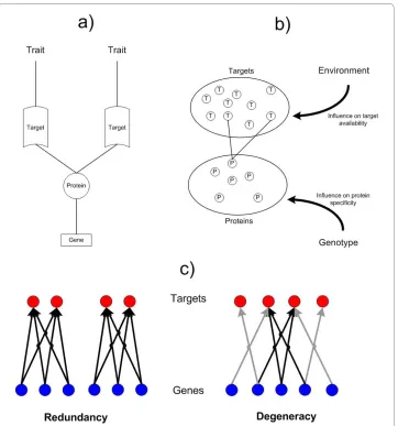 Figure 3 Overview of genome-proteome model. a) Genotype-phenotype mapping conditions and pleiot-ropy: Each gene contributes to system traits through the expression of a protein product that can bind with functionally relevant targets (based on genetically 