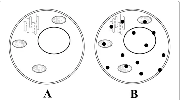 Figure 2 Two main cell states. A - cell in the resting state, optically transparent. B - activated cell, in the cyto-plasm and organelles of which native aggregation centers (closed cycles) appear - the reaction-capable sec-ondary structures of activated proteins, owing to which native aggregation of cell proteins begins.