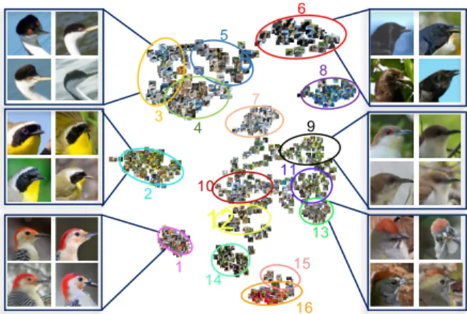 Figure 8. B IRDS - t-SNE embedding. Here we show a t-SNE [21] plot of the four dimensional embedding produced by the full CEN model for the B IRDS dataset