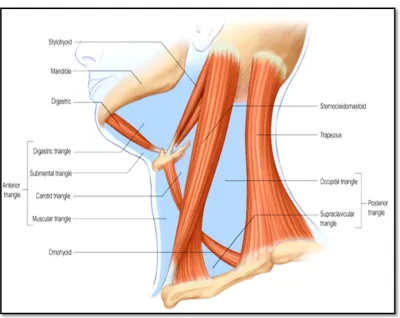 Fig.1 : The triangles of the neck