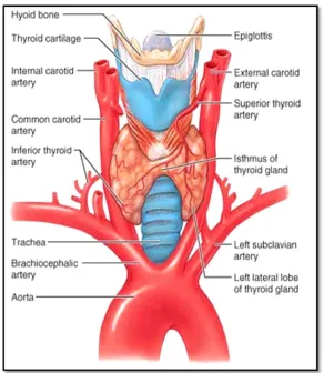 Fig.2 showing the Thyroid gland and its anatomic relations