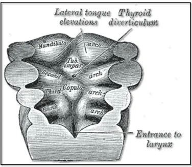 Fig. 3: the thyroid diverticulum which  gives rise to the thyroid gland