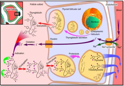 Fig. 5 : The synthesis of the thyroid hormone  and the role of