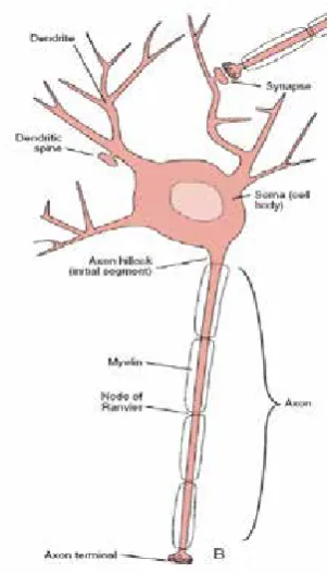 Fig. 1. A real nerve.