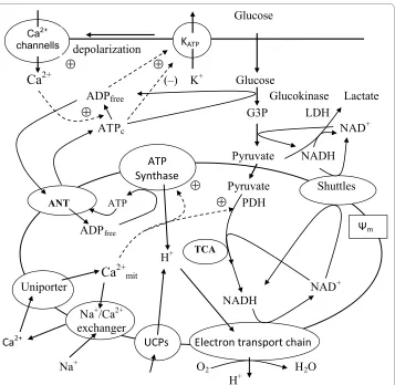 Figure 1 Schematic diagram of biochemical pathways involved in energy metabolism and Camoting calcium entry and increasing the cytoplasmic Caturn leads to depolarization of the cell membrane