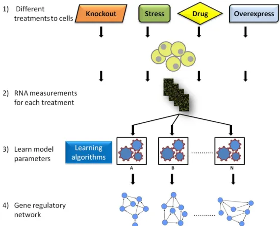 Figure  1.5.  The  flow  process  for  gene  regulatory  network  using  reverse  engineering  approaches