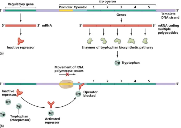 Figure 2: Tryptophan regulation in E. coli