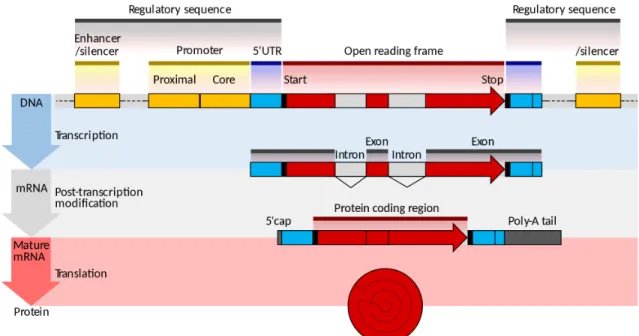 Figure 3: Eukaryotic gene structure