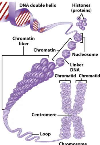 Figure 4: Chromatin in eukaryotic cells
