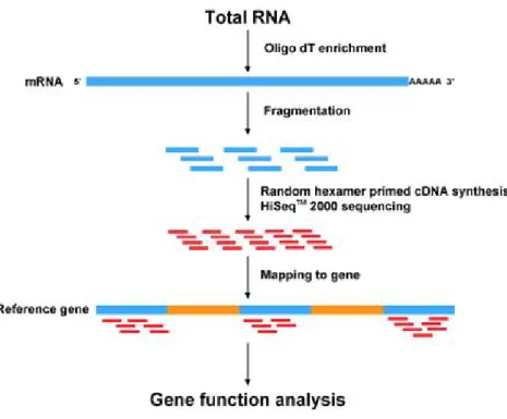 Figure 8: RNA-seq experiment