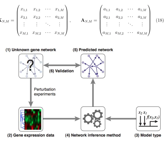 Figure 11: Step for regulatory network inference.