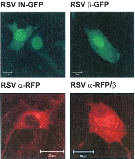 FIG. 2. Subcellular localization of RSV RTs and of RSV IN byconfocal laser scanning microscopy