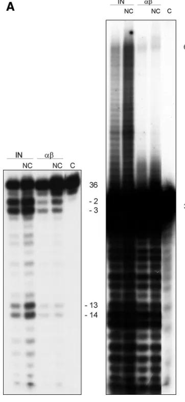 FIG. 3. (A) Integration activity of RSV RT ��absence or presence of HIV-1 NC protein. A double-stranded 36-merODN substrate (100 nM) corresponding to the 3DNA was used