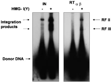 FIG. 4. Integration reaction with a supFinvestigate coupled joining. In vitro integration products with IN andRTThe upper band (RF II) of the integrated products represents a mix-ture of plasmids, with one molecule of donor integrated either in aconcerted 