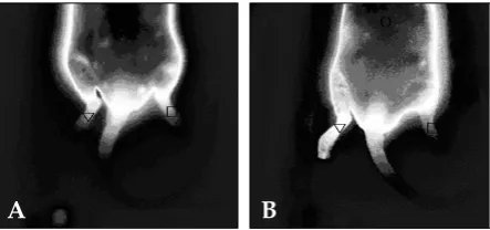 Fig. 1. Behavioral tests were performed before (0) and 2, 4, and 6 days after tibial and sural nerve transection (TST2,TST4, and TST6, respectively)