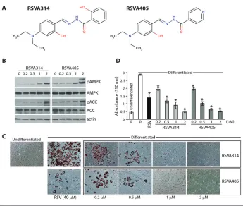 Figure 1. Effect of RSVA314 and RSVA405 treatment on 3T3-L1 adipocyte differentiation.cytes were treated for 24 h with the indicated concentrations of RSVAs
