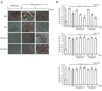 Figure 2. Effect on adipogenesis of RSVA314 and RSVA405 treatment during the differentphases of adipocyte differentiation
