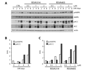 Figure 5. Effect of RSVA314 and RSVA405 treatment on the expression of PPARaP2 during adipocyte differentiation
