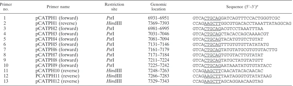 TABLE 2. Sequences and annealing positions within the HPV-31 genome of PCR primers used to make internal deletions of plasmids