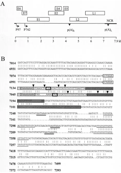 FIG. 1. Diagram of the HPV-31 genome, and alignment of HPV-31(nt 6931 to 7393) and HPV-16 (nt 7014 to 7499) sequences