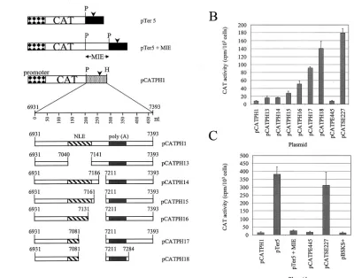 TABLE 4. Result of CAT assay of HeLa cells transientlytransfected with constructs with internal deletions