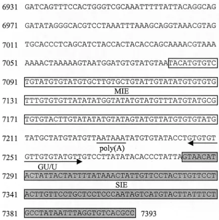FIG. 4. HPV-31 L1/late gene 3�showing the position of inhibitory elements and polyadenylation sig-nals