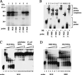 Fig. 3C). pTer5�MIE gave much lower gene expression,
