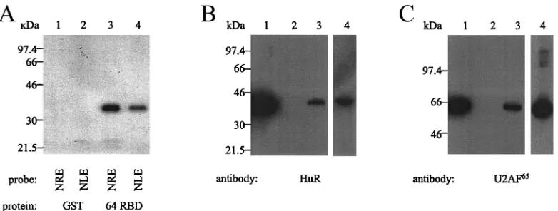 FIG. 6. UV cross-linking and Western blotting to identify speciﬁc RNA-processing factors that bind to the NLE