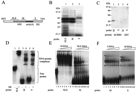 FIG. 7. UV cross-linking and EMSA of protein binding to sequences surrounding the late poly(A) signal