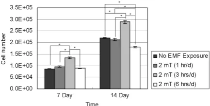 Fig. 3. Proliferation of T/G HA-VSMC cells. After 7 and14 days of incubation, cell numbers of the control (Nothe mean ± SD (n = 4; *EMF Exposure) and EMF-treated (2 mT) groups wasquantified by hexosaminidase assay