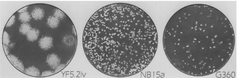 FIG. 1. Plaque morphology of parental YF5.2iv virus, the NB15a variant, and the engineered G360 mutant on Vero cells