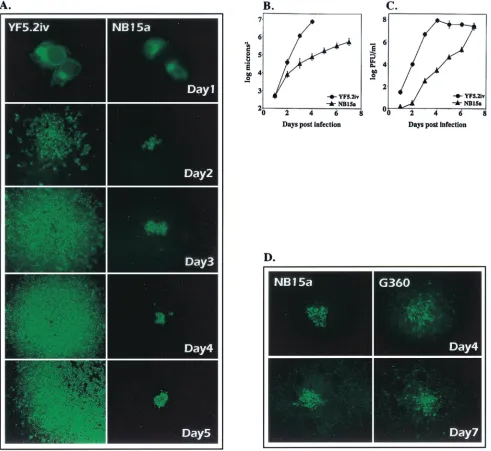 FIG. 4. Fluorescent focus formation assay. (A) Vero cells were infected with YF5.2iv or NB15a virus at low MOI, and serial samples wereprocessed for indirect ﬂuorescence at 24-h intervals between days 1 and 5, as described in the text