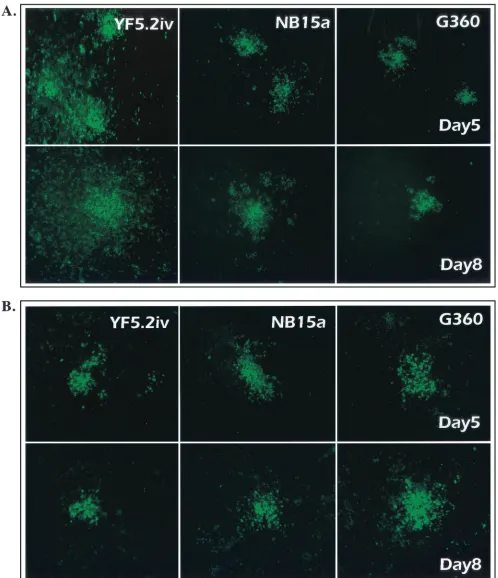 Fig. 4. (A) C6/36 cells at days 5 and 8 postinfection. (B) NB cells at days 5 and 8 postinfection
