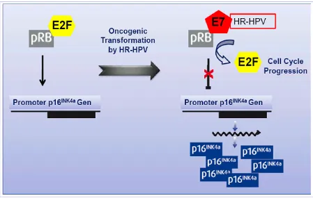 Figure 3: Mechanism of action of E7 protein and E7-Rb interaction 